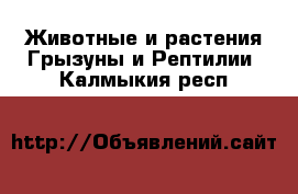 Животные и растения Грызуны и Рептилии. Калмыкия респ.